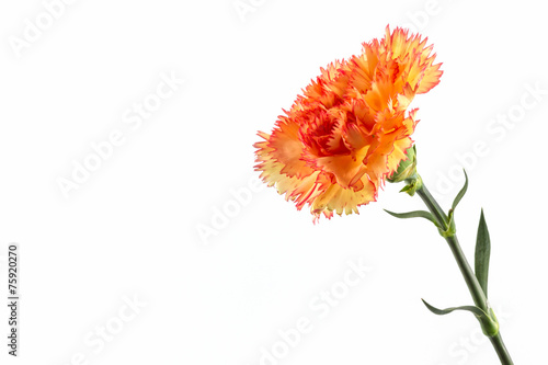 Orange carnation flower.