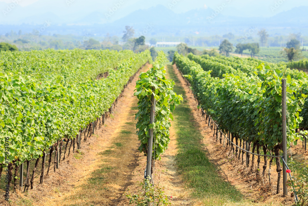 vineyard field in Thailand