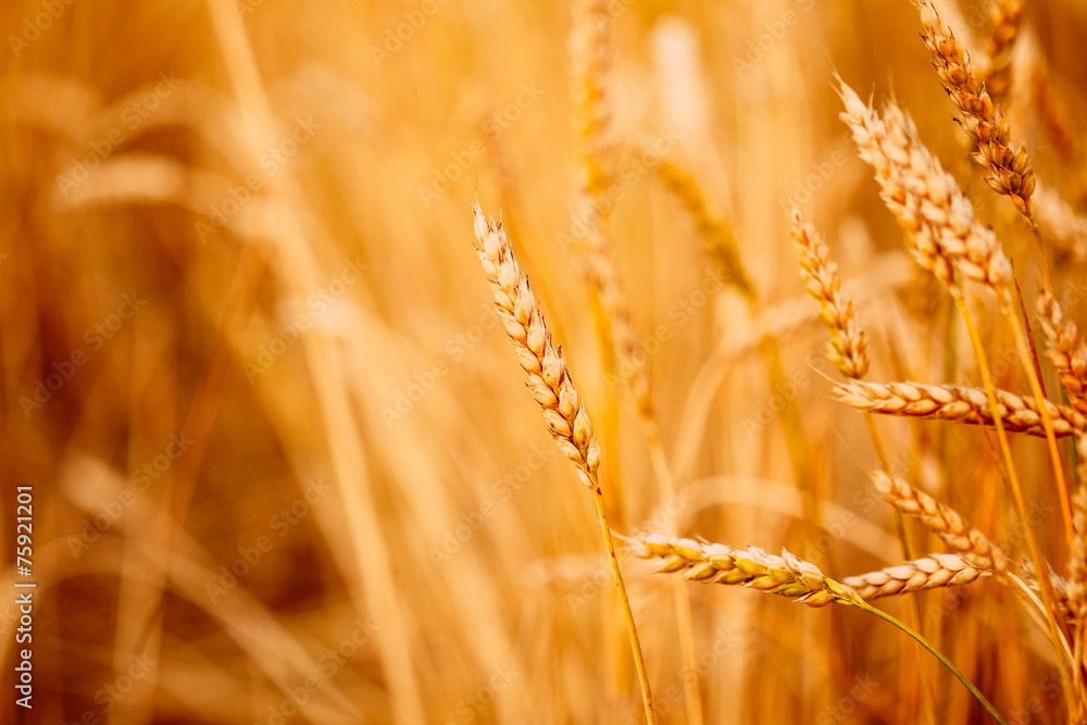 Obraz premium Yellow wheat ears