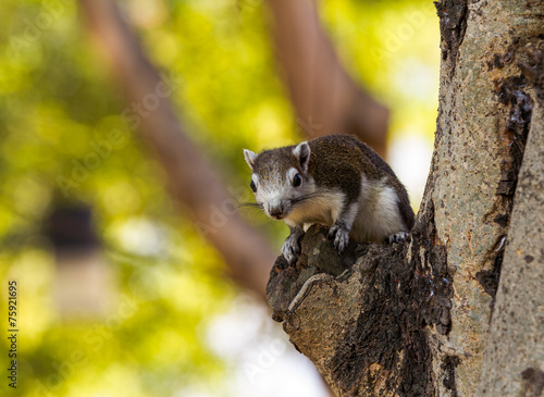 Finlayson's squirrel (Variable squirrel , Callosciurus finlayso