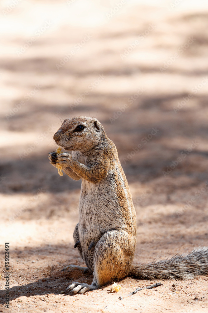 Fototapeta premium South African ground squirrel Xerus inauris