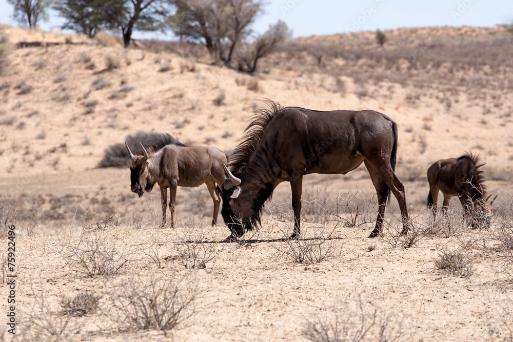 wild (Connochaetes taurinus) Blue Wildebeest Gnu grazing wild (Connochaetes taurinus) Blue Wildebeest Gnu grazing