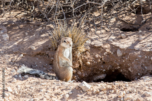 South African ground squirrel Xerus inauris photo