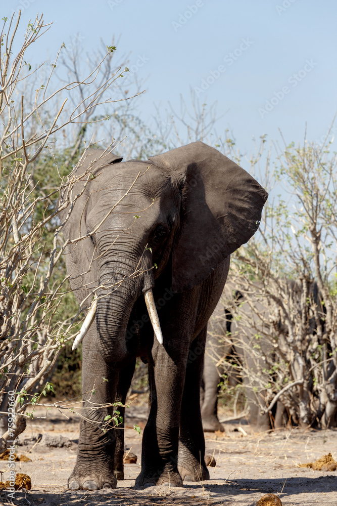 Fototapeta premium African Elephant in Chobe National Park