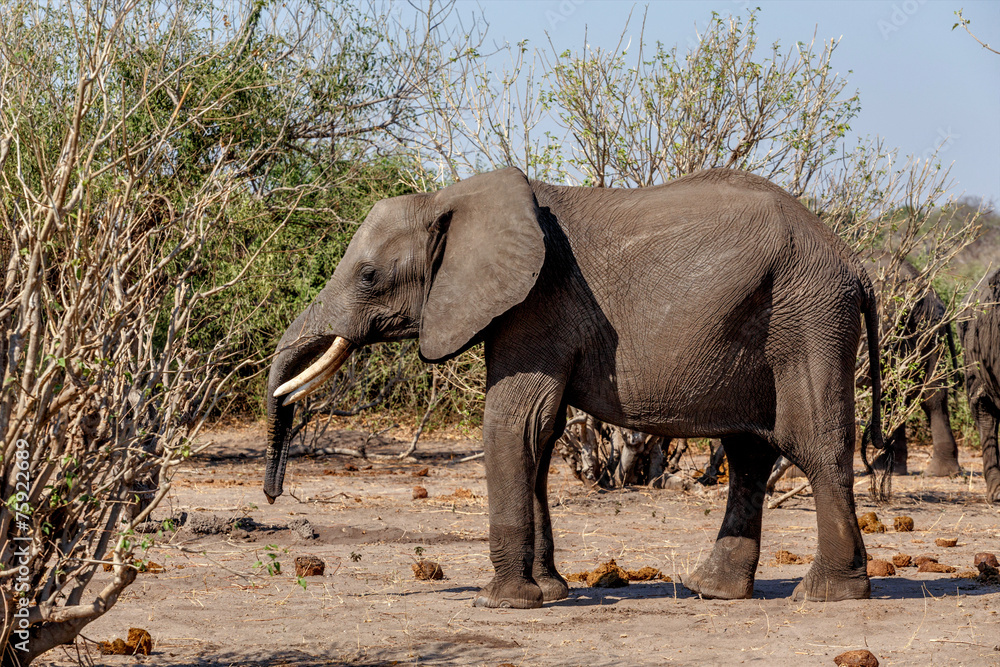 Fototapeta premium African Elephant in Chobe National Park