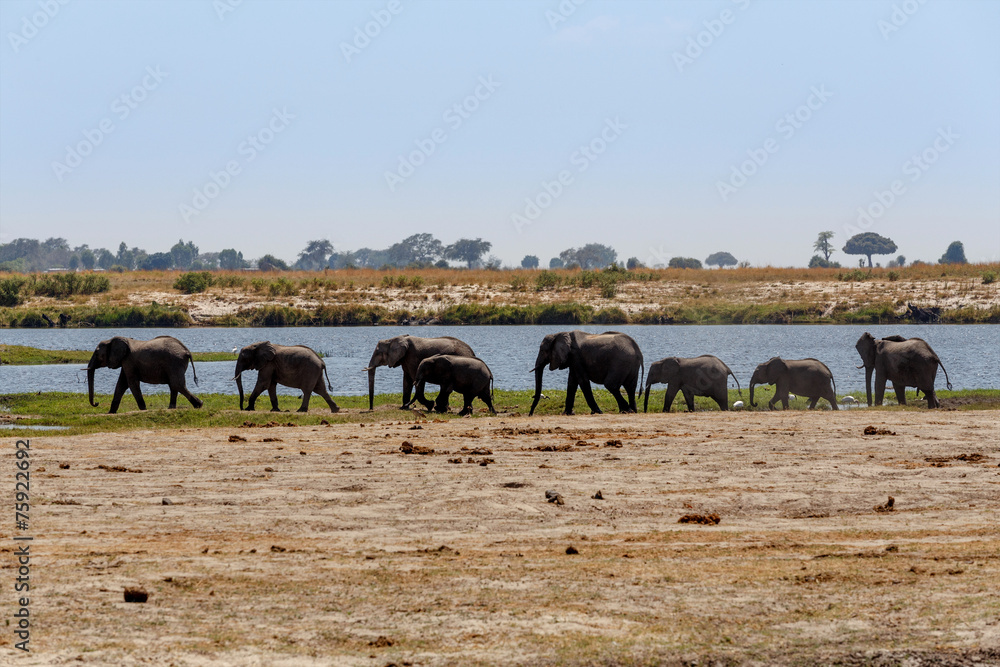 Naklejka premium African Elephant in Chobe National Park
