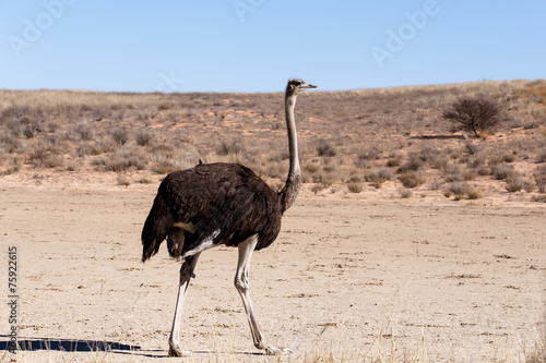 Ostrich Struthio camelus, in Kgalagadi, South Africa