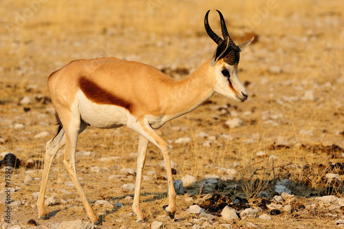 Male springbok