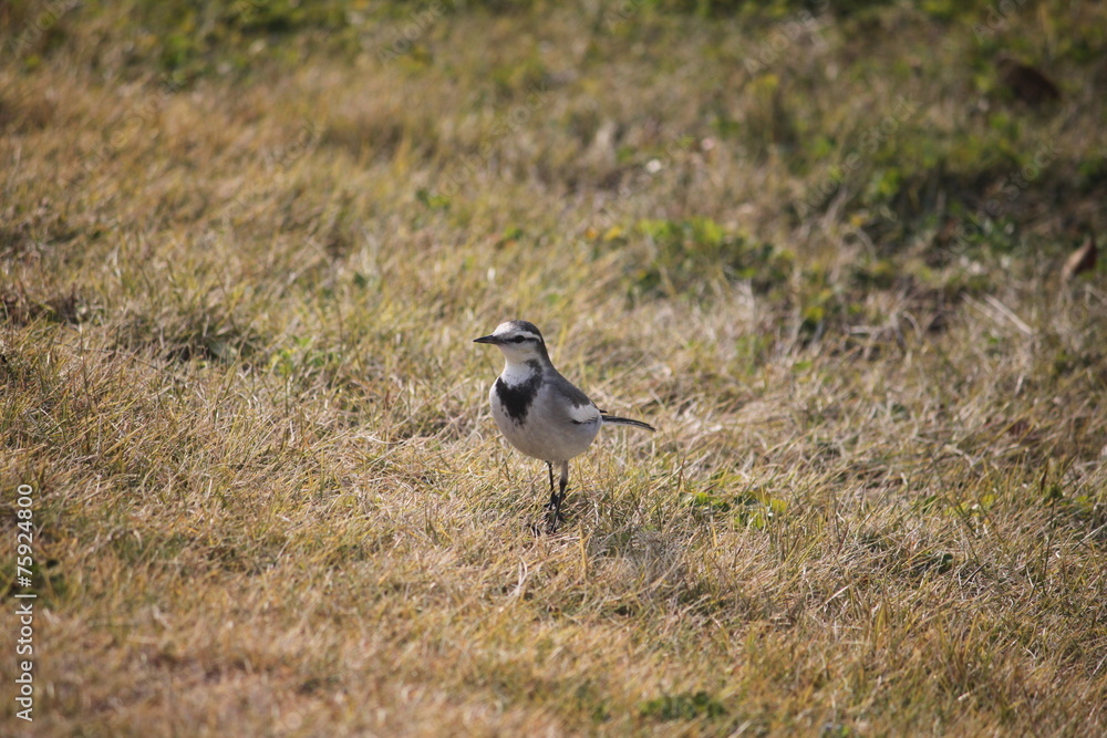 Obraz premium ハクセキレイ