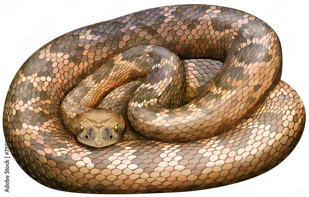 Obraz premium Rattlesnake