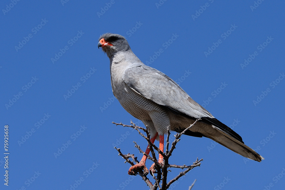 Pale-chating goshwak perched on a branch