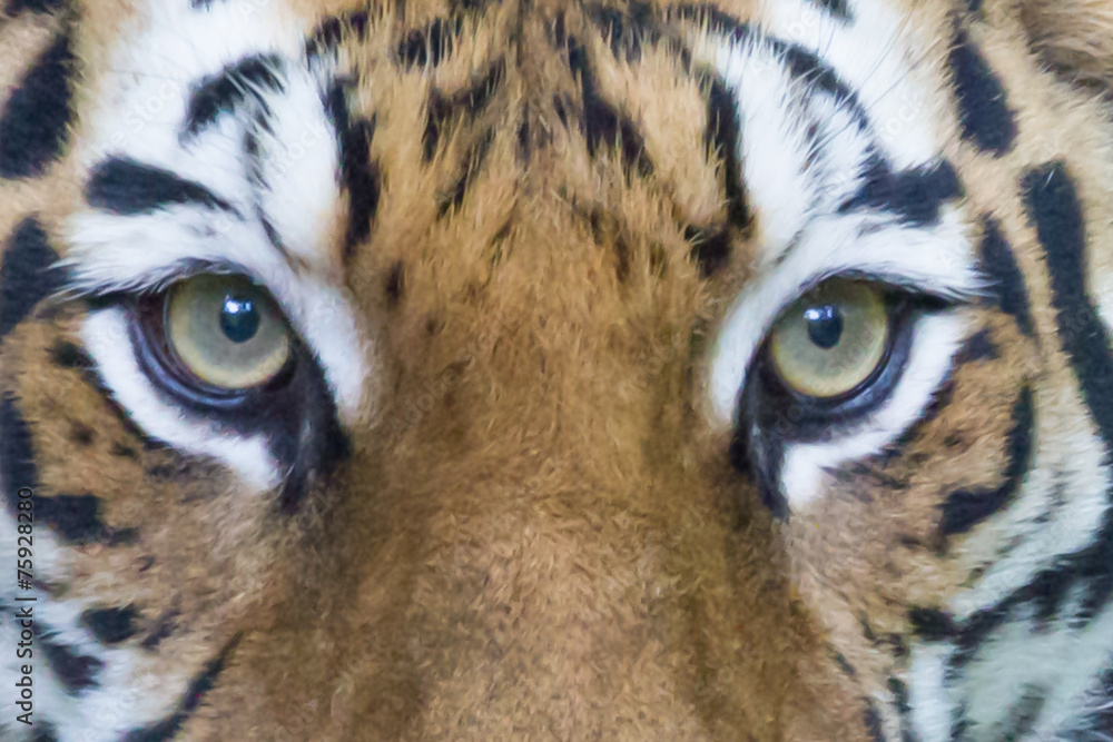 Naklejka premium Bengal Tiger Eyes