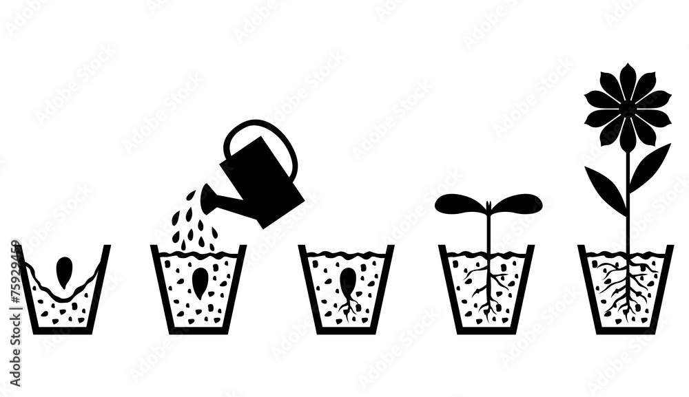 Scheme of plant growth from seed to flower Scheme of plant growth from seed to flower