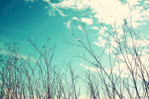 dried tree against blue sky. image is retro filtered  