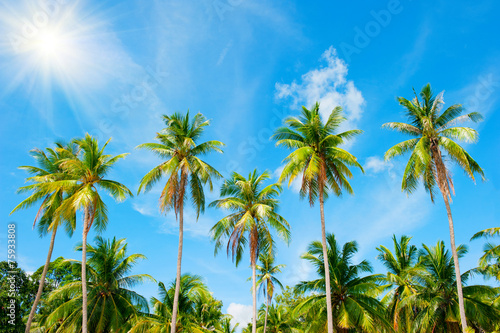 Coconut palm trees perspective view