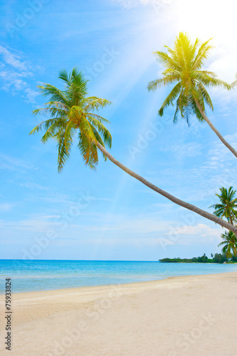 palm and beach © Andrii Vergeles