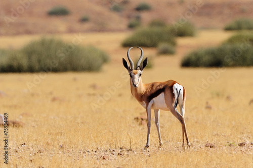 Lone springbok photo
