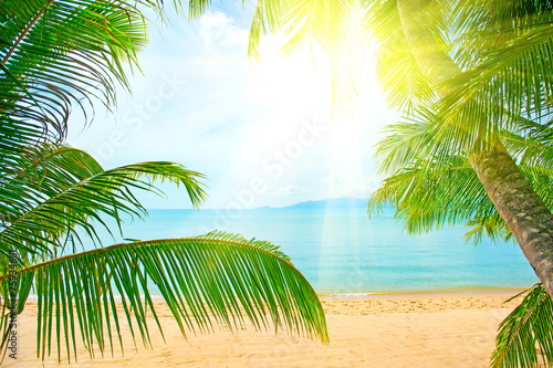 Beautiful beach with palm tree over the sand