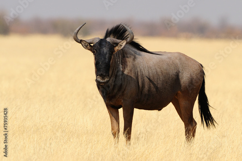 Fototapeta Naklejka Na Ścianę i Meble -  Wildebeest