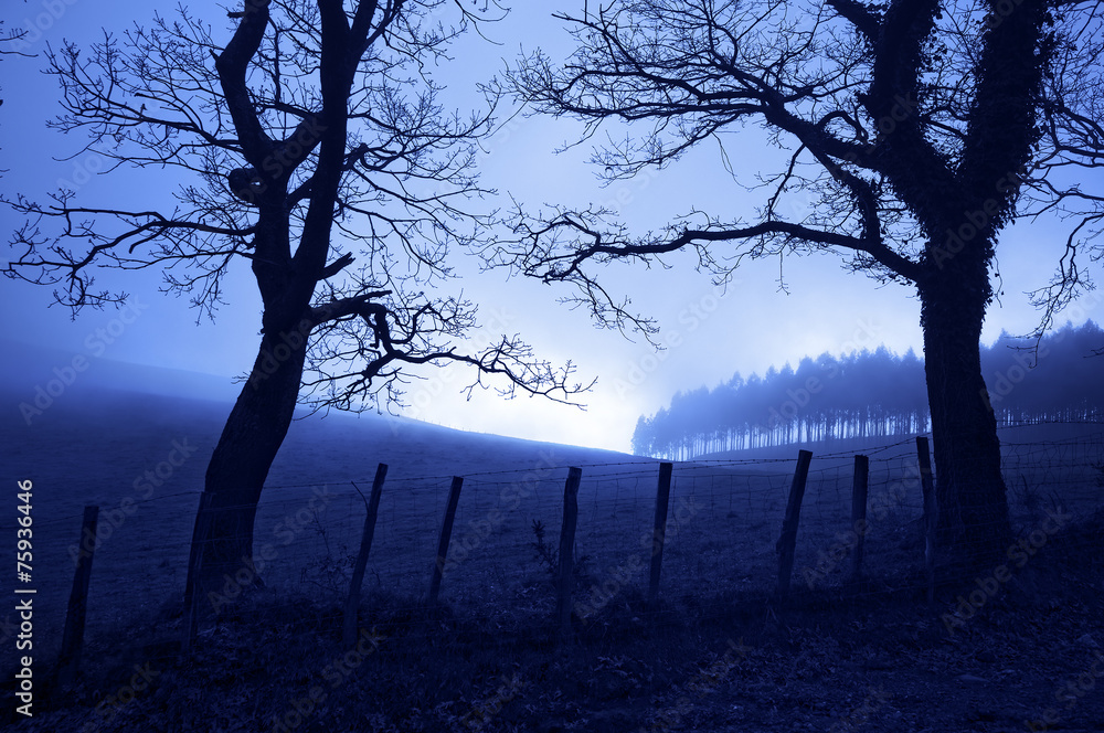 horror landscape at night with creepy trees - obrazy, fototapety, plakaty 