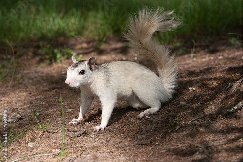 Brevard White Squirrel