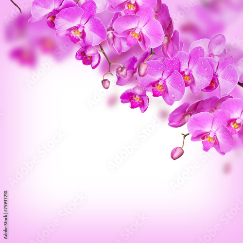 Fototapeta Naklejka Na Ścianę i Meble -  Orchid on White