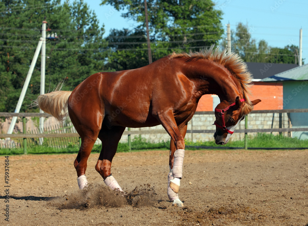 Arabian horse bucking in summer farm