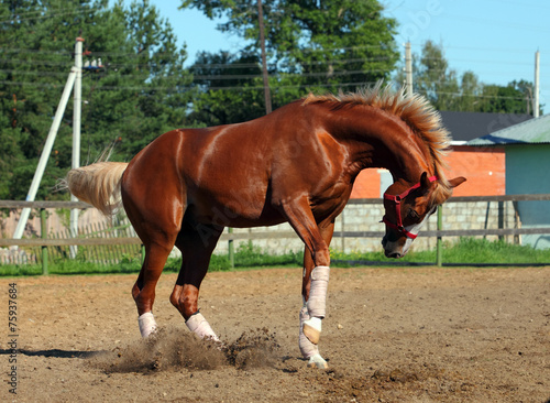 Arabian horse bucking in summer farm