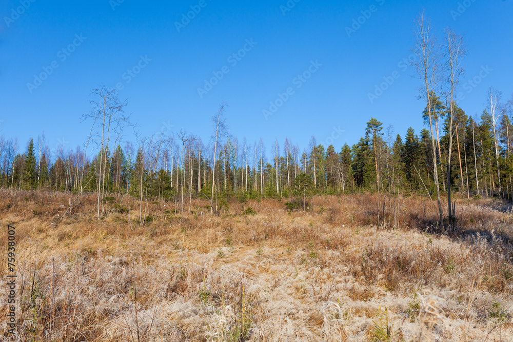 Beautiful forest meadow at fresh sunny day Beautiful forest meadow at fresh sunny day