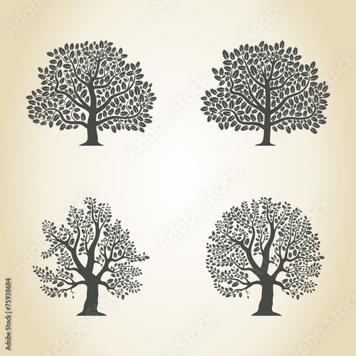 Oak