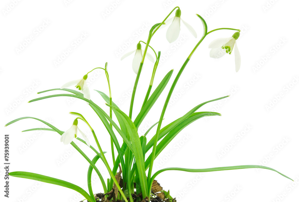 Snowdrops (Galanthus nivalis) on white background Snowdrops (Galanthus nivalis) on white background