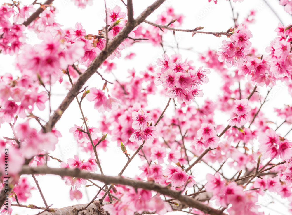 Thai Sakura in winter on tree, prunus cerasoides