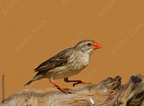 Non-breeding Female Red-Billed Quelea; Quelea quelea