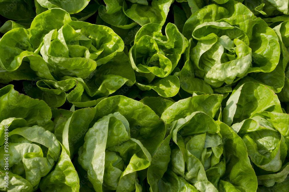 Growing bio lettuce in the northern Bulgaria in the summer Growing bio lettuce in the northern Bulgaria in the summer
