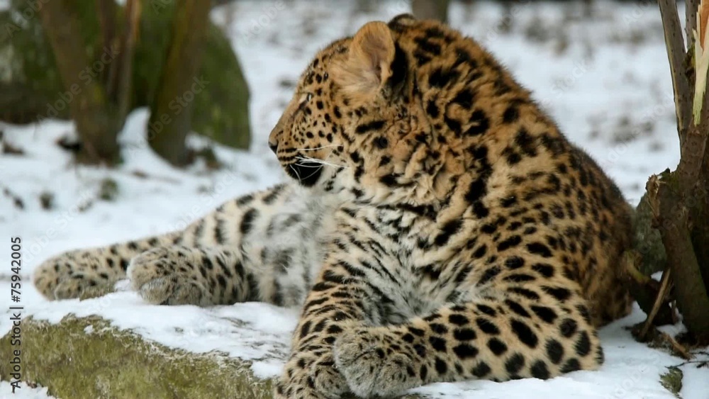 Juvenile (9-months) Amur leopard Juvenile (9-months) Amur leopard