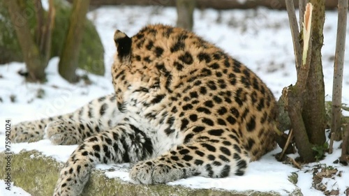 Juvenile (9-months) Amur leopard