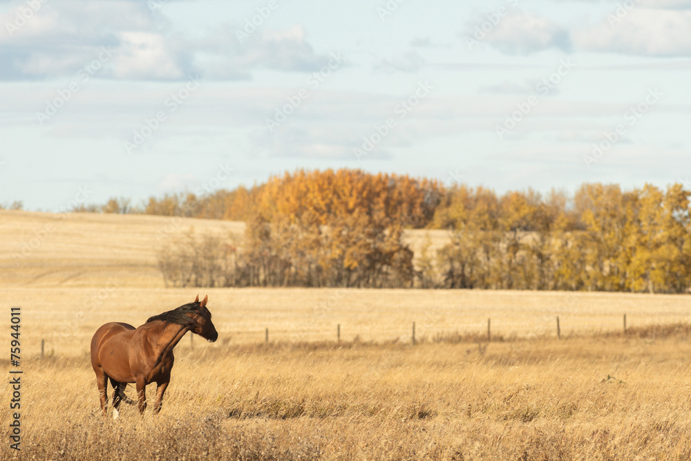 Fototapeta premium horse