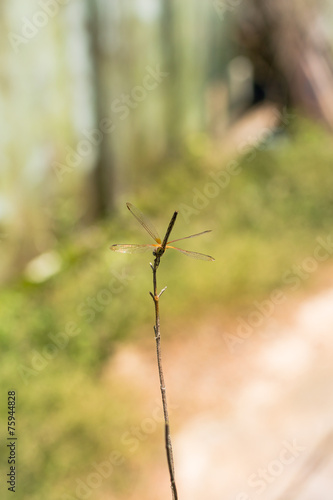 Wallpaper Mural Dragonfly holding on dry branch. Torontodigital.ca