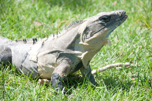 Iguana mexicana