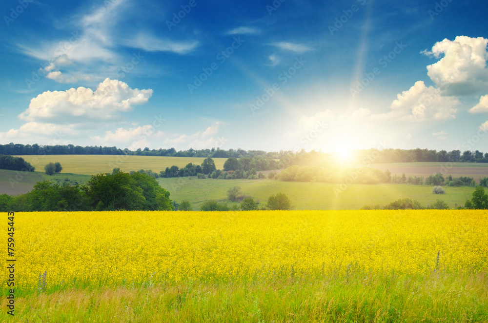 Fototapeta premium field, sunrise and blue sky