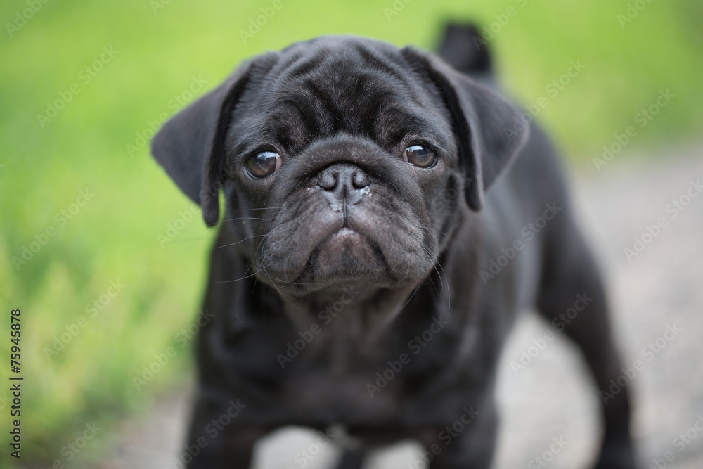 Little black pug puppy