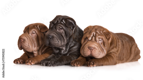 three shar pei puppies lying down photo