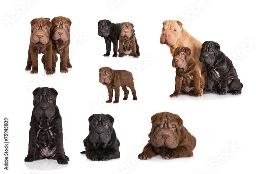 set of different shar pei puppies