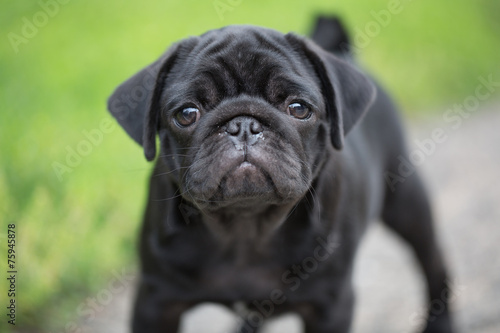 Little black pug puppy © frizzyfoto