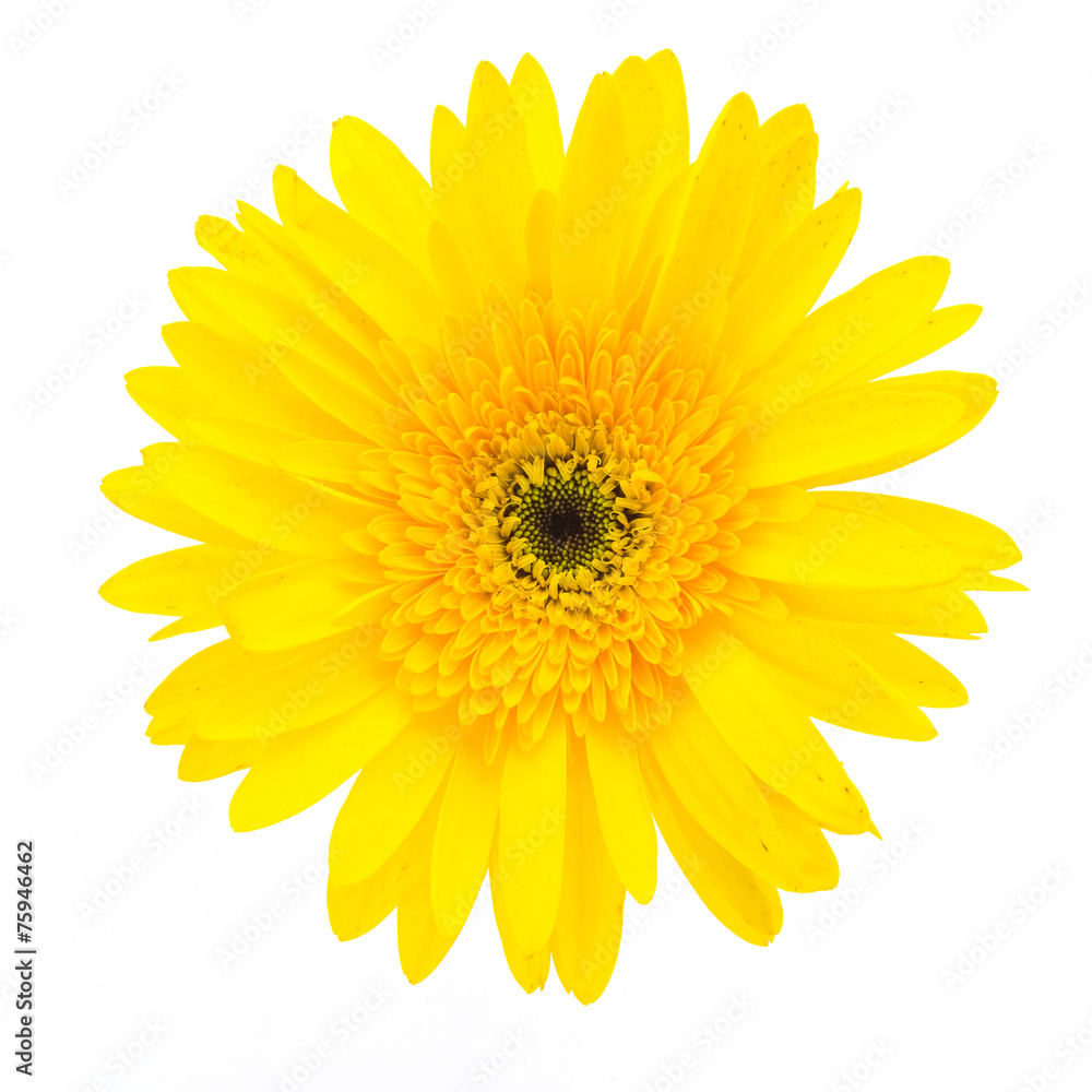 Yellow gerbera flower Yellow gerbera flower