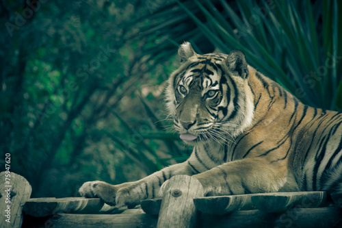 Amur tiger lying on a platform of planks. Toned