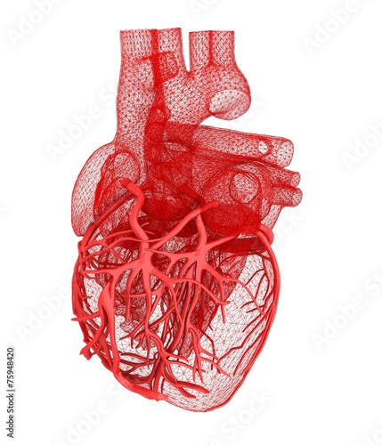 Human heart