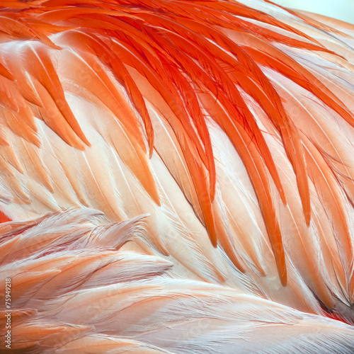 Bird feathers