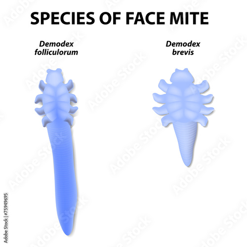 species of face mite.