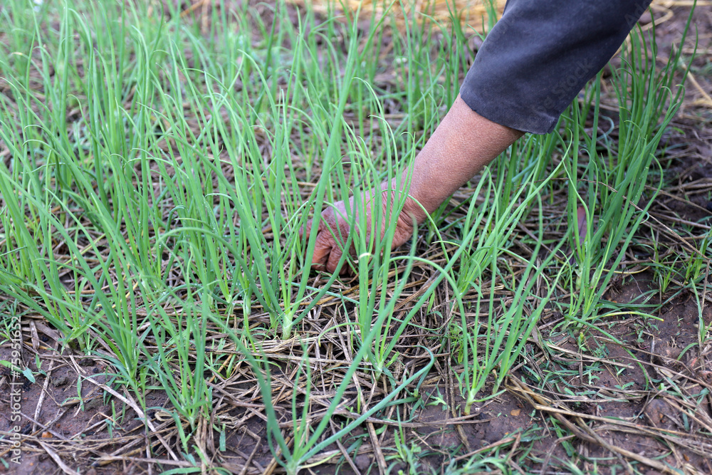Fototapeta premium Hand picking grass.